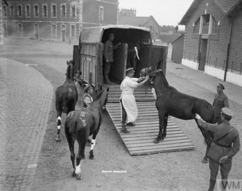 LES CHEVAUX ET MULES.