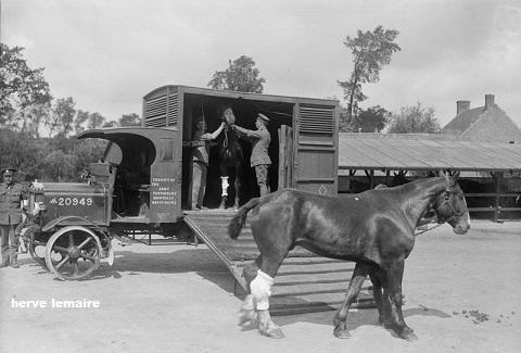 CHEVAUX ET MULES .